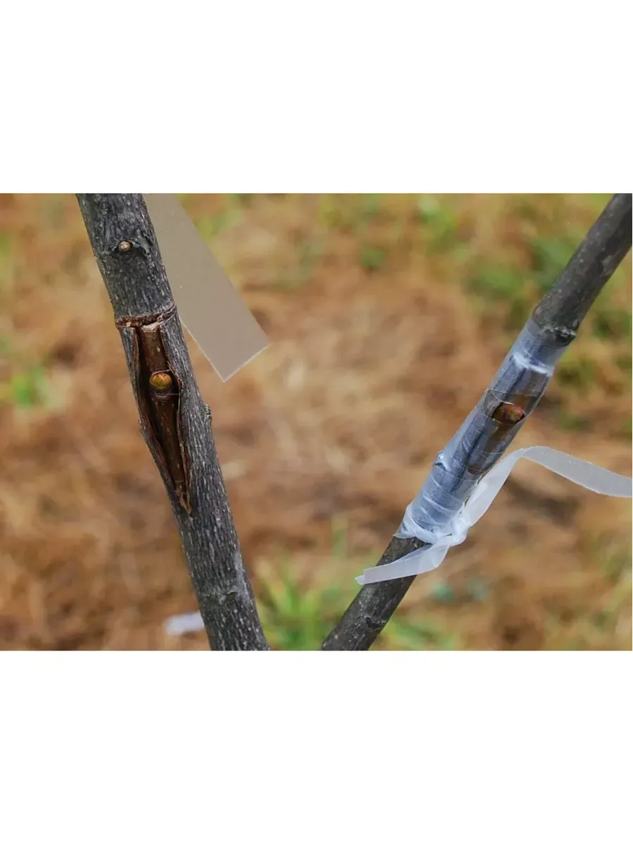 Пленка Светлица Черенок светоразрушаемая для прививок, 80 мкм, 13мм, 100 п.м.