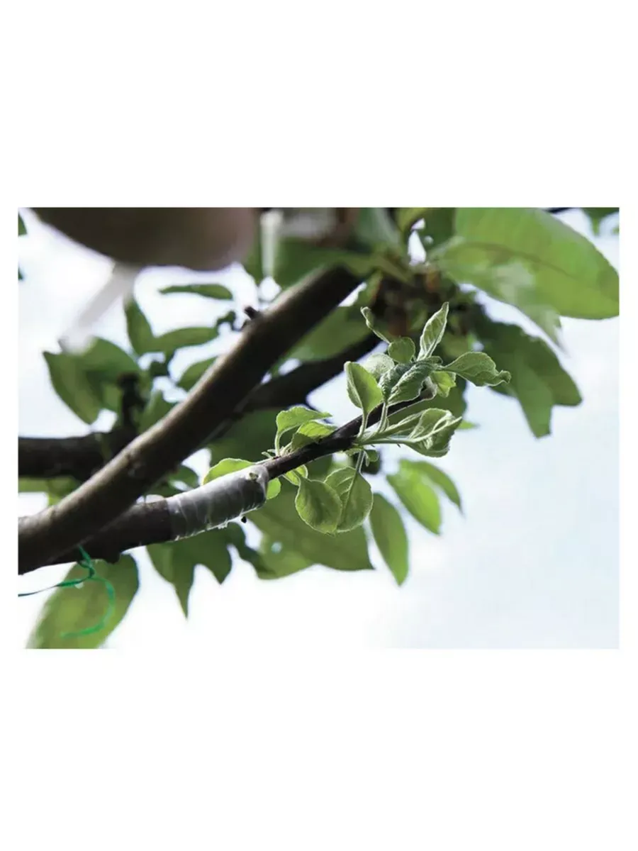 Пленка Светлица Черенок светоразрушаемая для прививок, 80 мкм, 13мм, 100 п.м.