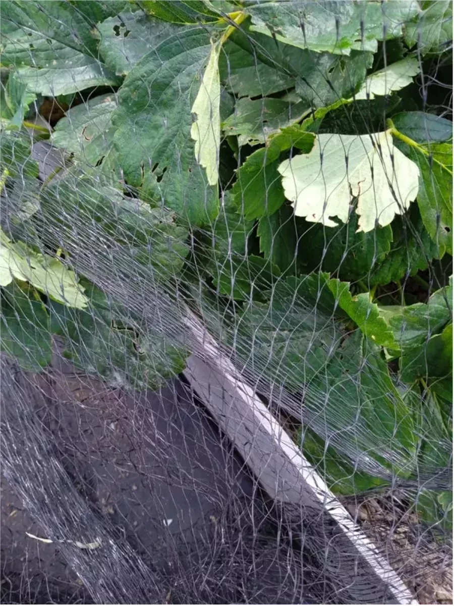 Сетка от птиц Extra 2х5м, черная