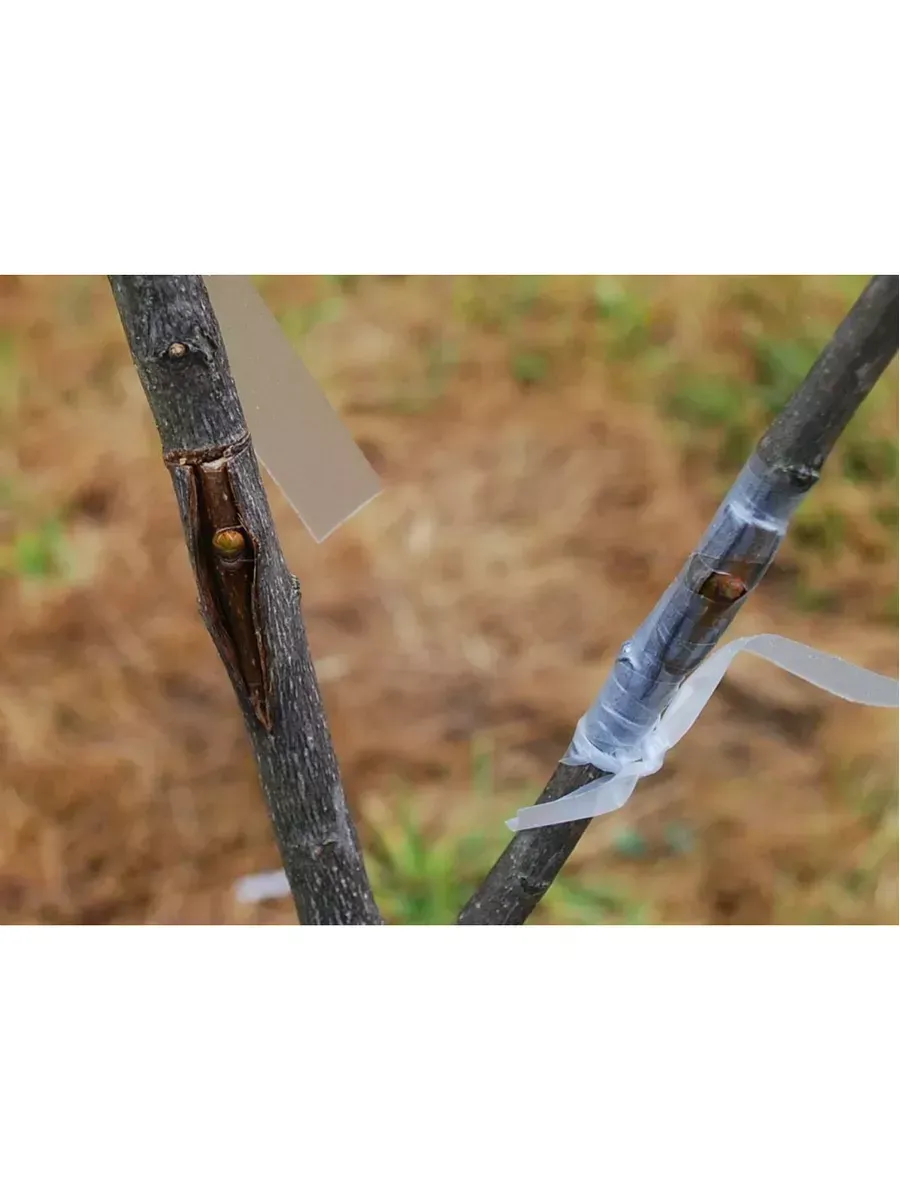 Пленка Светлица Черенок светоразрушаемая для прививок, 80 мкм, 13мм, 100 п.м.