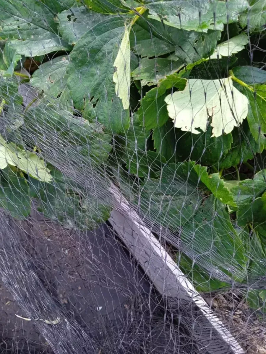 Сетка от птиц Extra 2х10м, черная