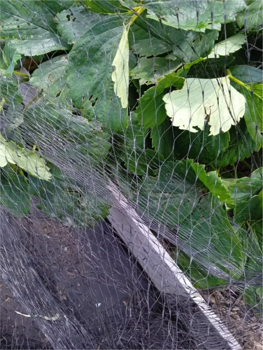 Сетка от птиц Extra 2х10м, черная